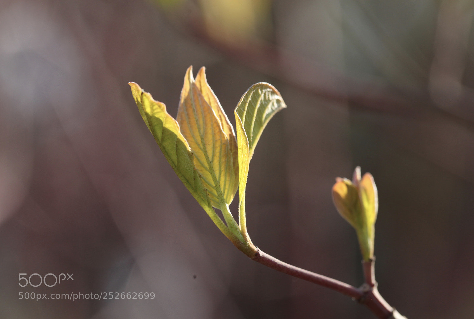 Canon EOS 5D Mark II sample photo. Untitled photography