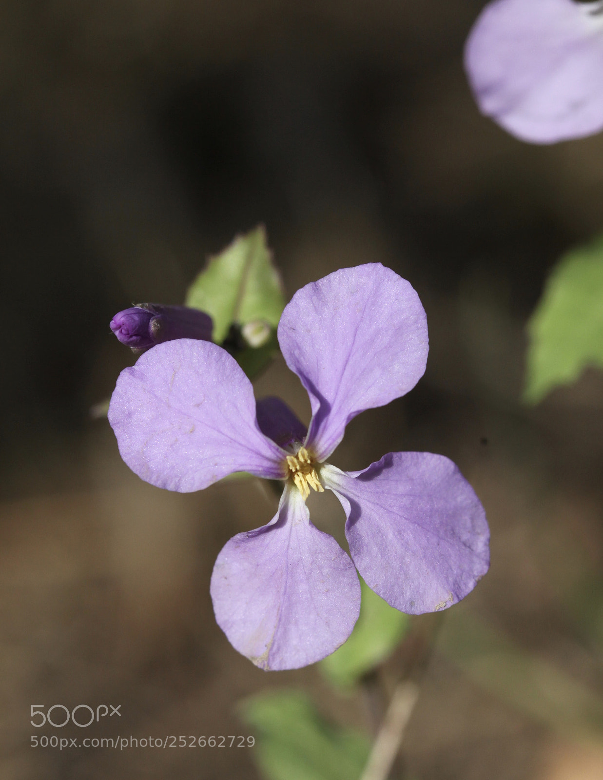 Canon EOS 5D Mark II sample photo. Untitled photography