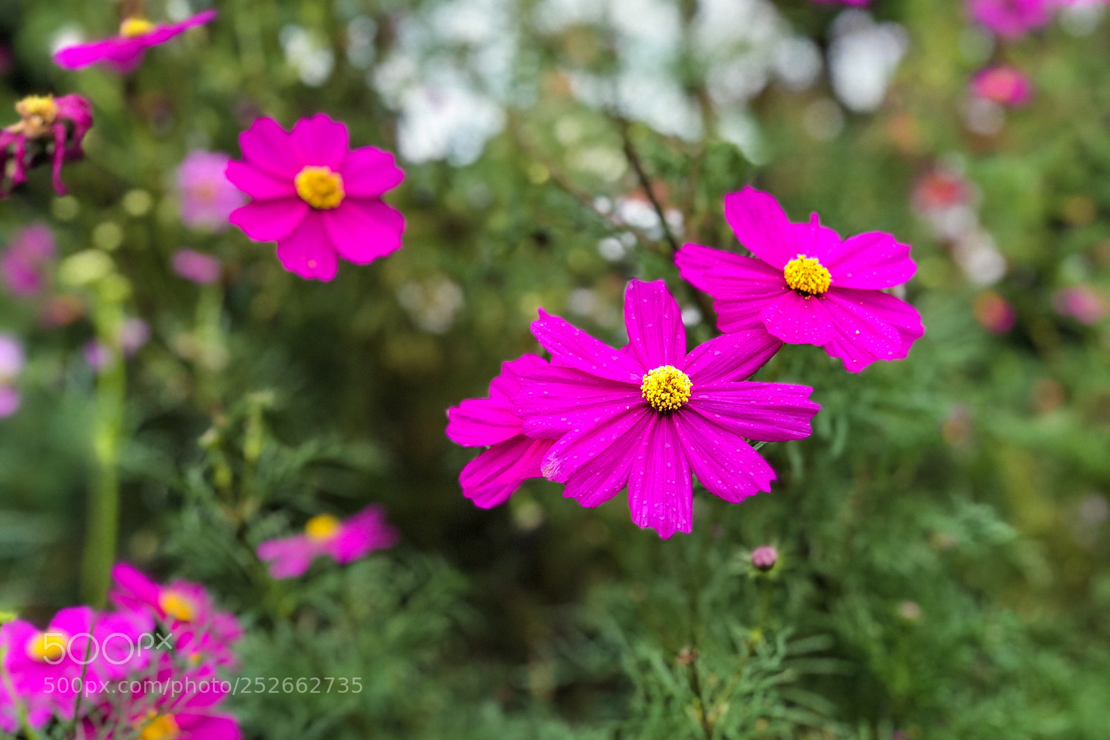 Apple iPhone X sample photo. The morning flowers photography