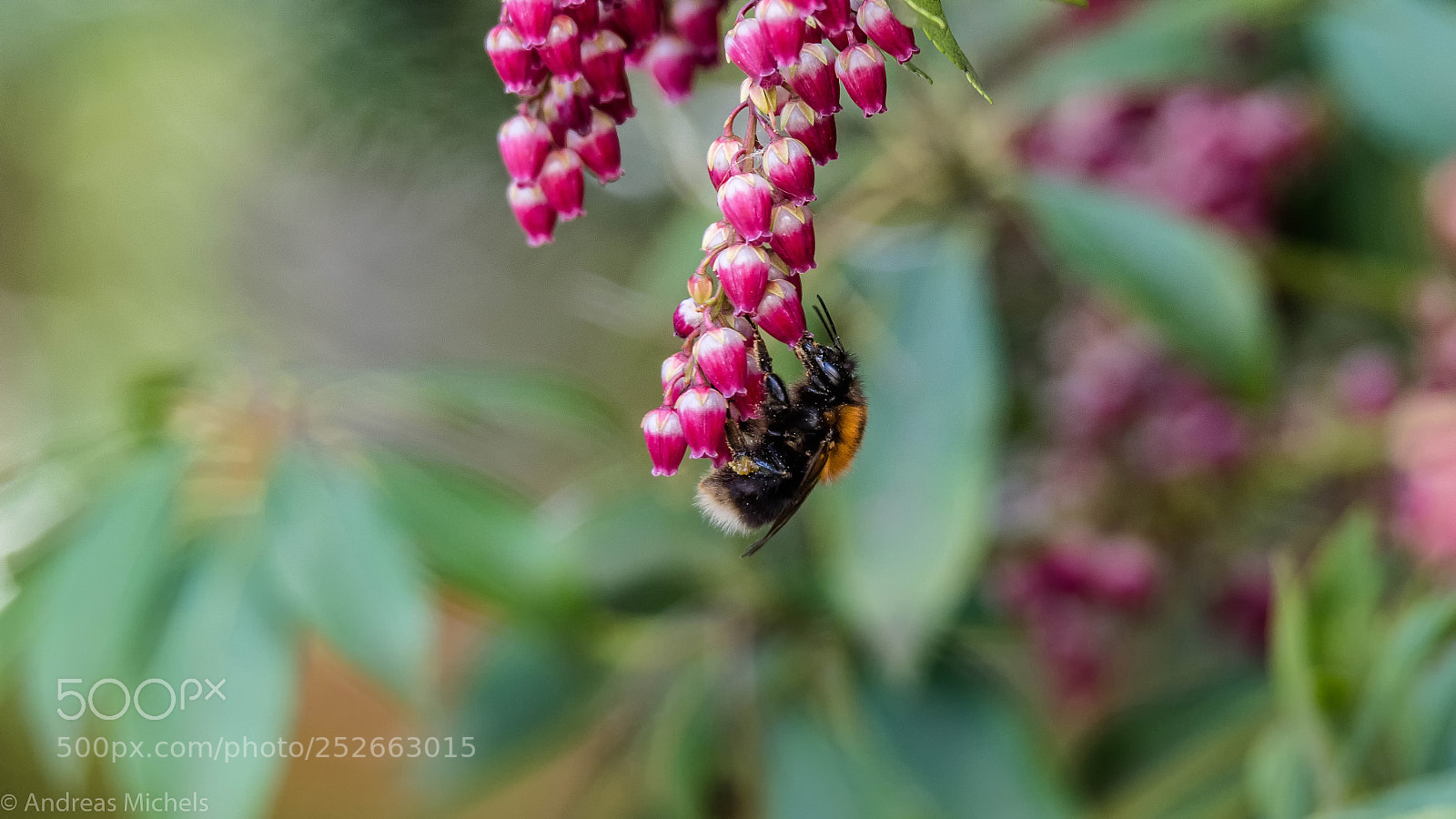 Nikon D500 sample photo. Bee. photography