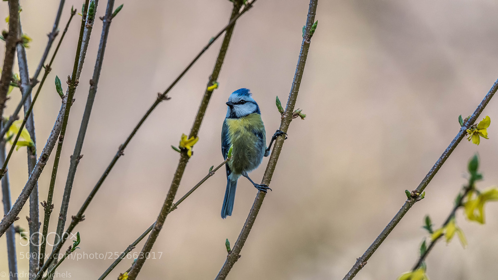 Nikon D500 sample photo. Bluetit photography