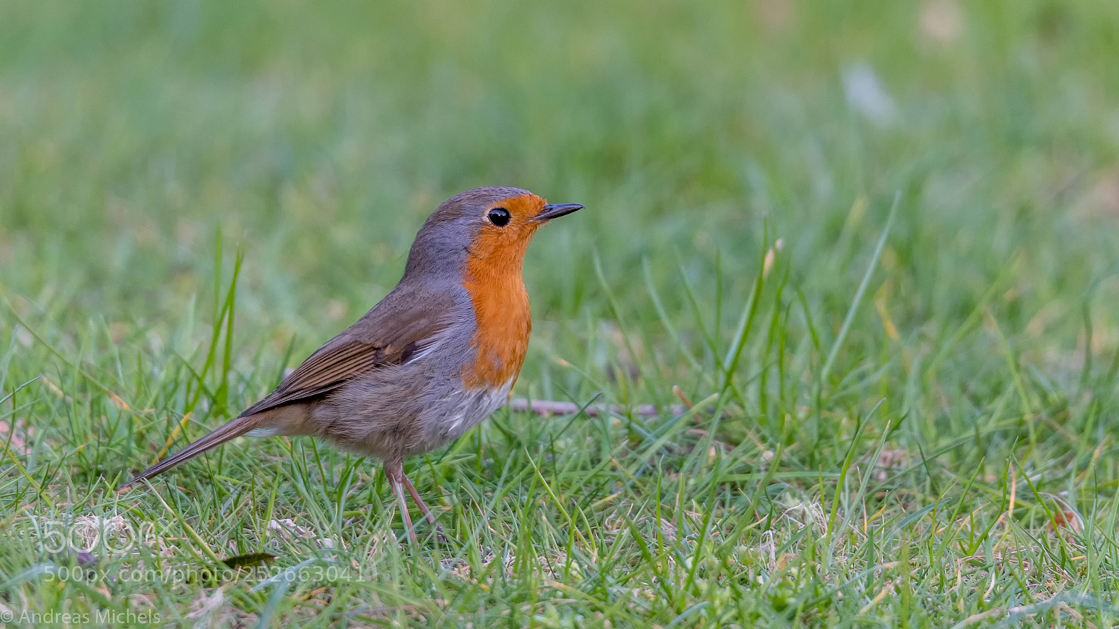 Nikon D500 sample photo. Robin photography