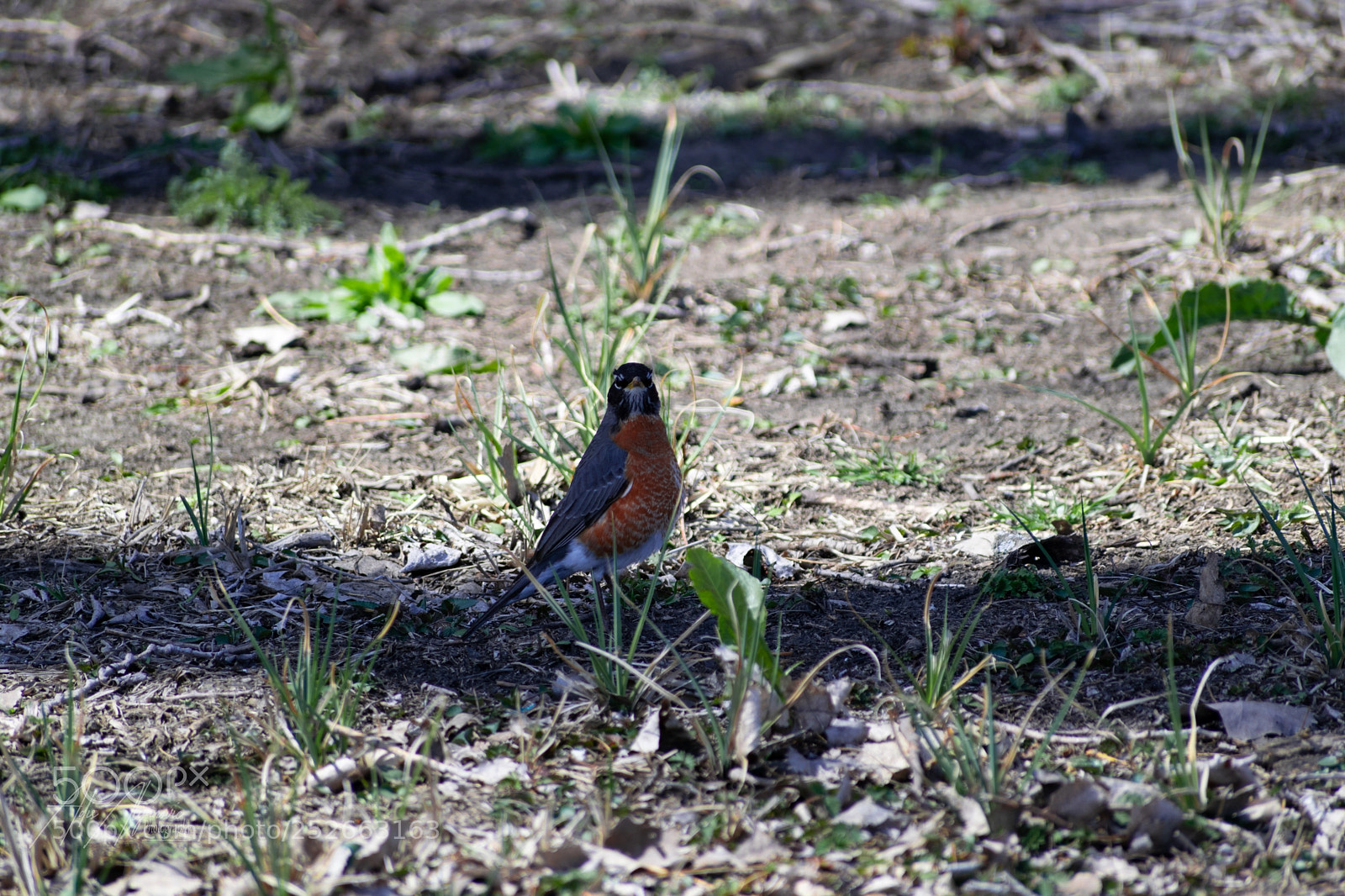 Nikon D5300 sample photo. American robin photography