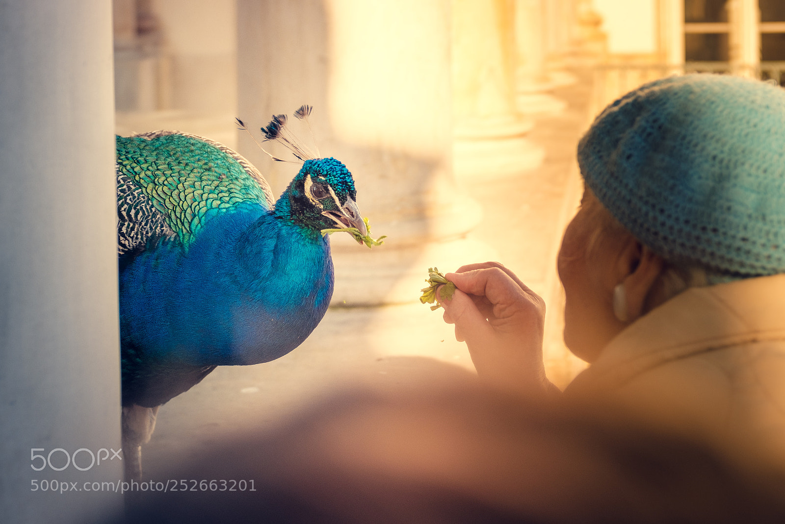 Fujifilm X100F sample photo. Peacock and the lady photography