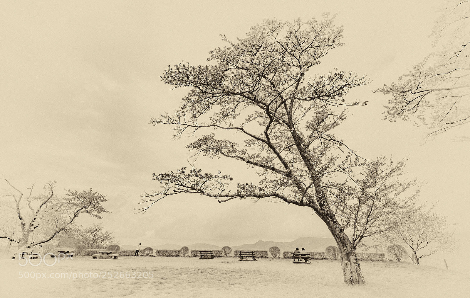 Nikon D7200 sample photo. Recollection photography