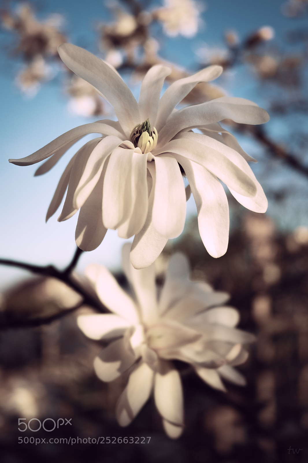 Fujifilm X-T10 sample photo. Spring photography
