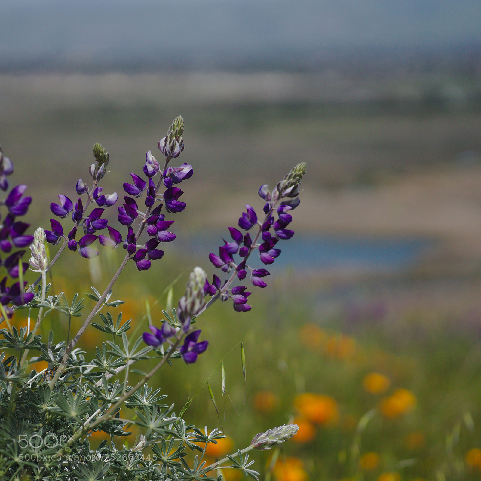 Sony Alpha NEX-5T sample photo. Lupin photography