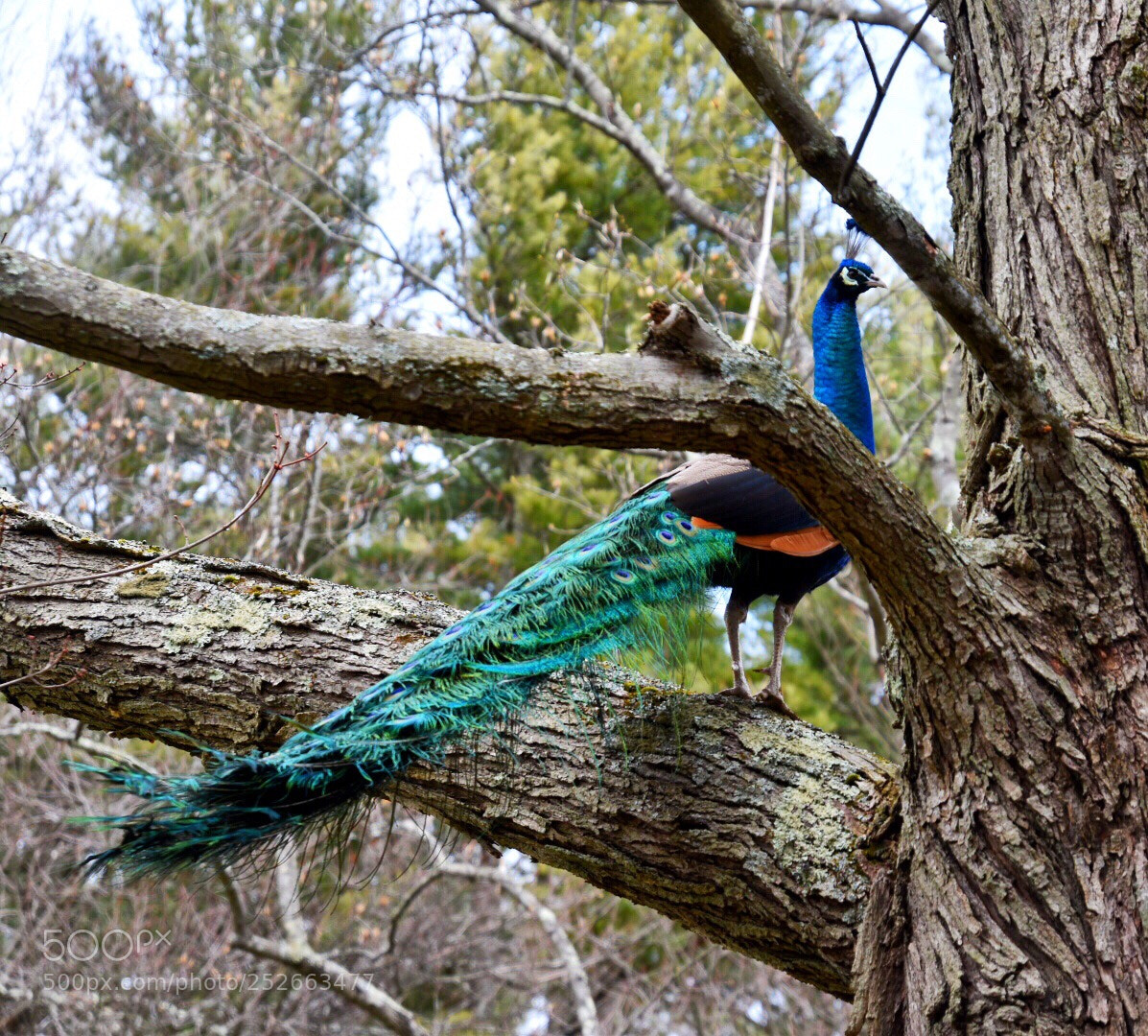 Nikon D5600 sample photo. Peacock photography