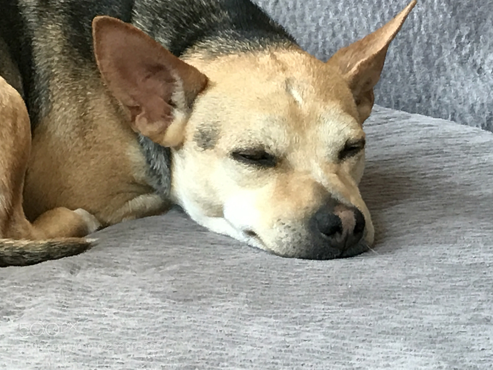 Apple iPhone 7 sample photo. Koda bear asleep photography