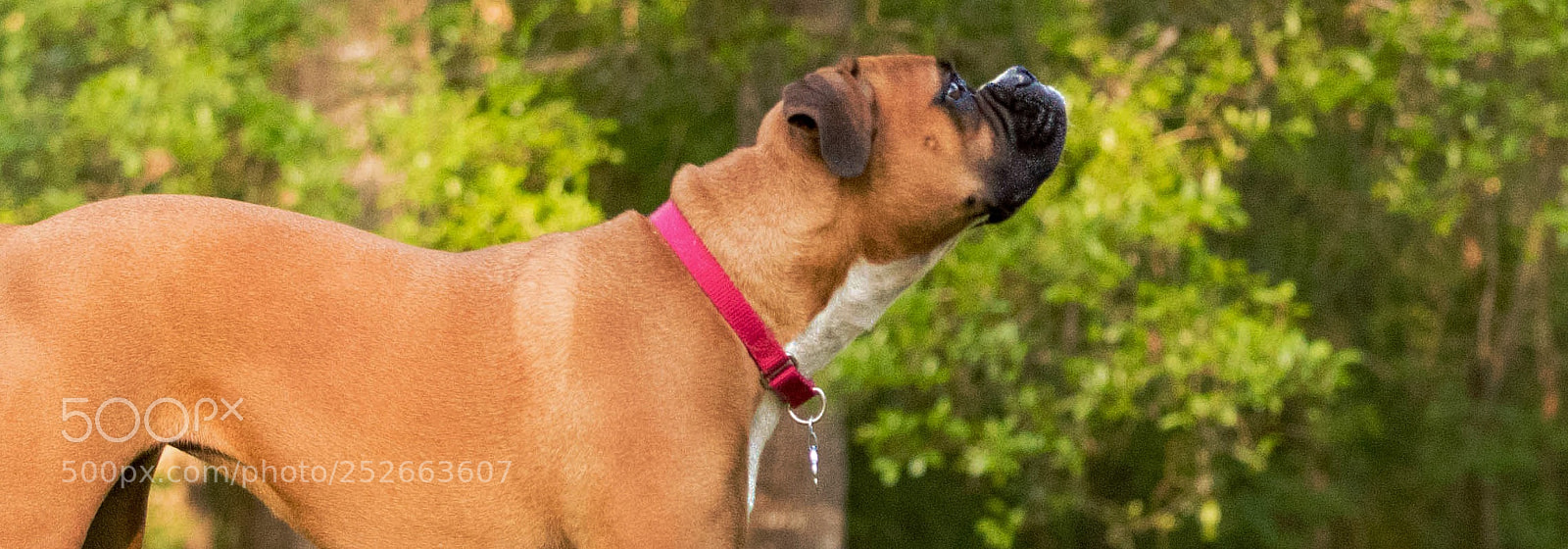 Nikon D810 sample photo. Up photography