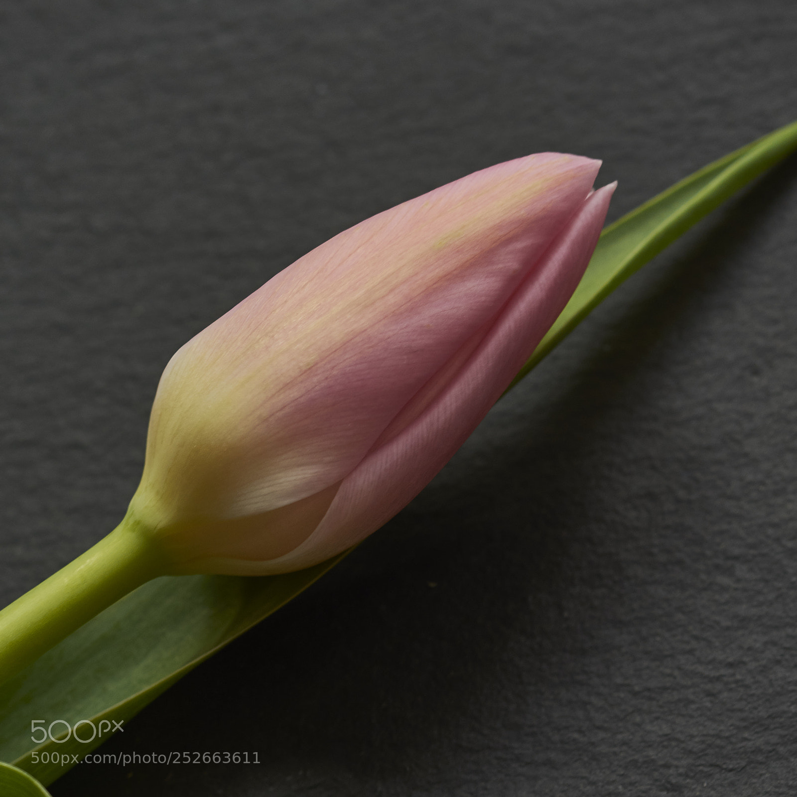 Nikon D7200 sample photo. Pink tulip photography