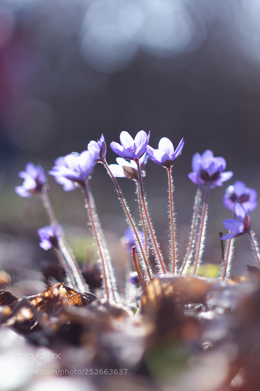 Canon EOS 60D sample photo. Hepatica nobilis ii photography