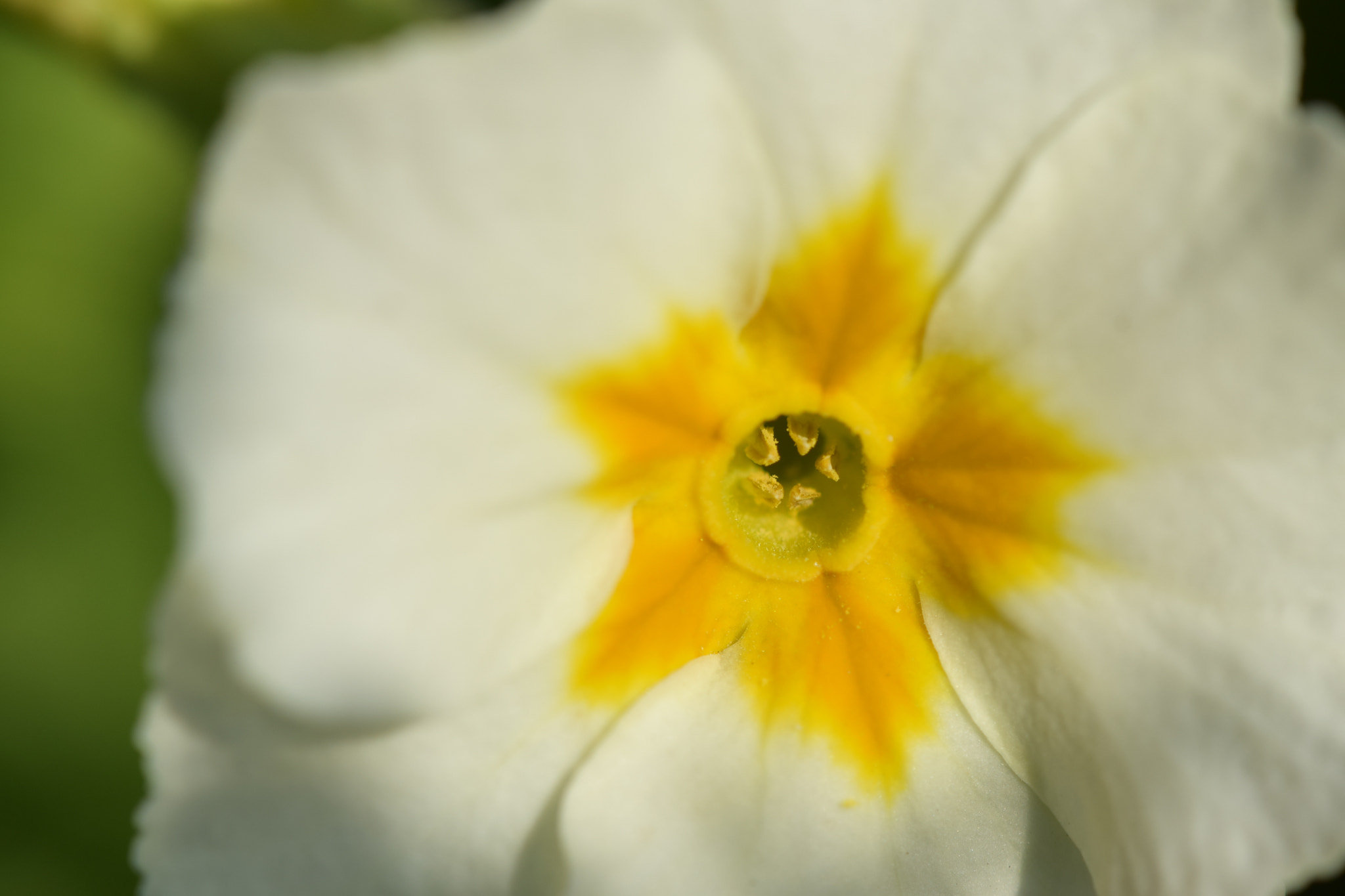 Nikon AF-S DX Micro-Nikkor 85mm F3.5G ED VR sample photo. Details photography