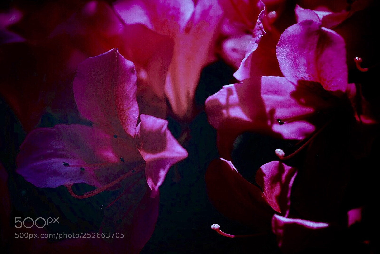 Sony a7 II sample photo. Spring  photography