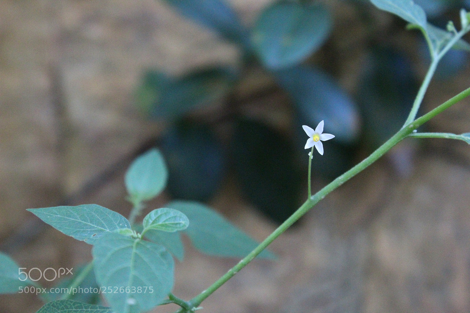 Canon EOS 1300D (EOS Rebel T6 / EOS Kiss X80) sample photo. Strength of nature. photography