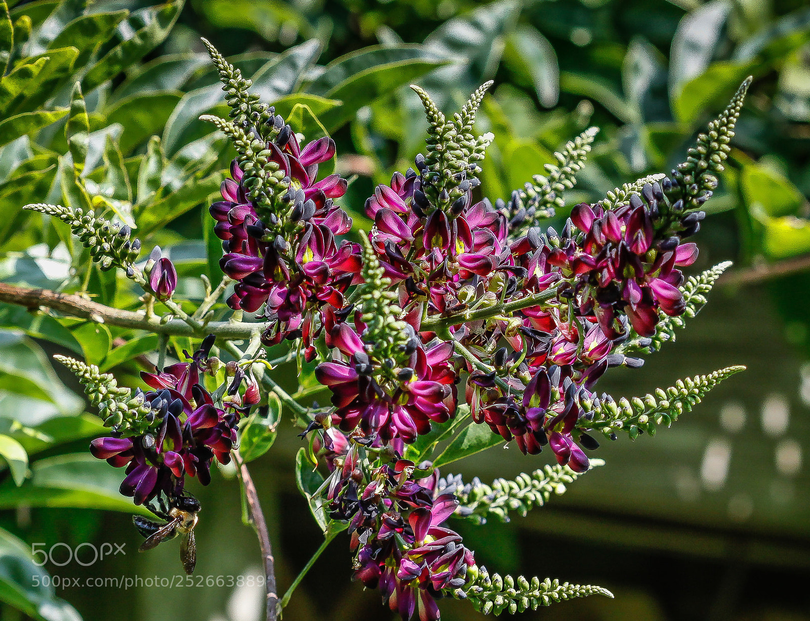 Canon EOS 50D sample photo. Evergreen wisteria (millettia reticulata) photography