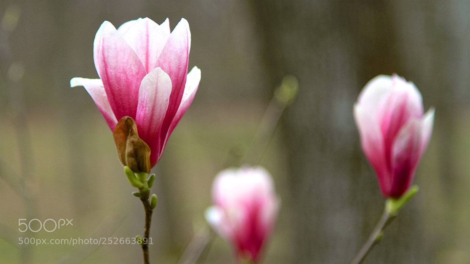 Canon EOS 7D sample photo. Saucer magnolia photography