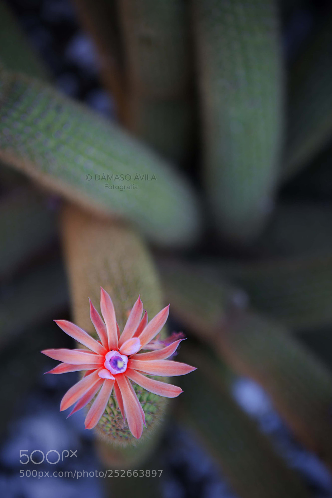 Canon EOS 5D sample photo. Flor cactus hotel las photography