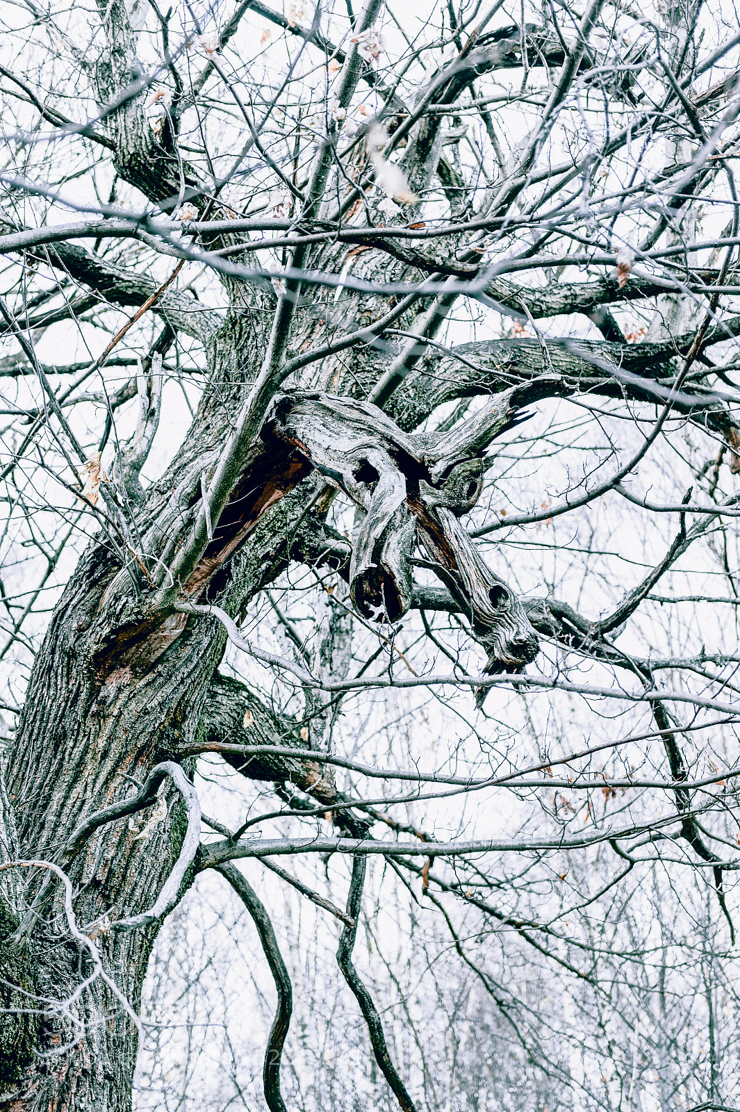 Nikon D700 sample photo. The tree with a photography