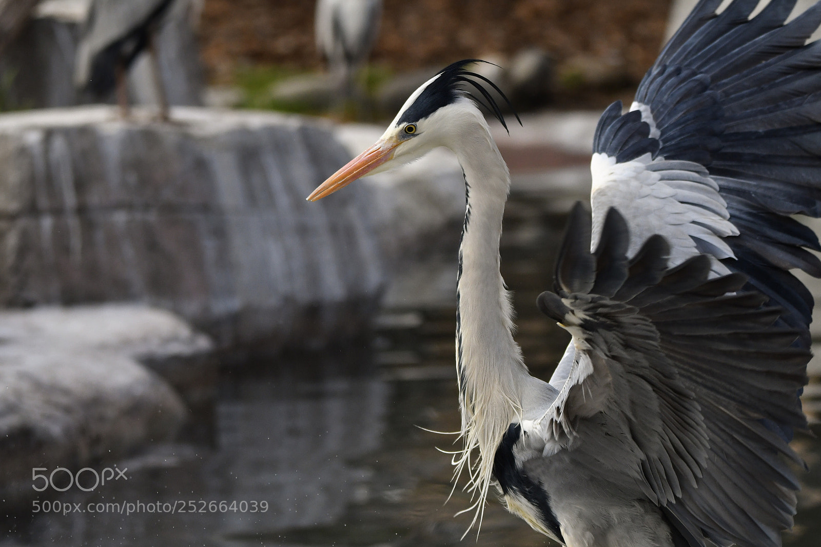 Nikon D500 sample photo. Grey heron photography