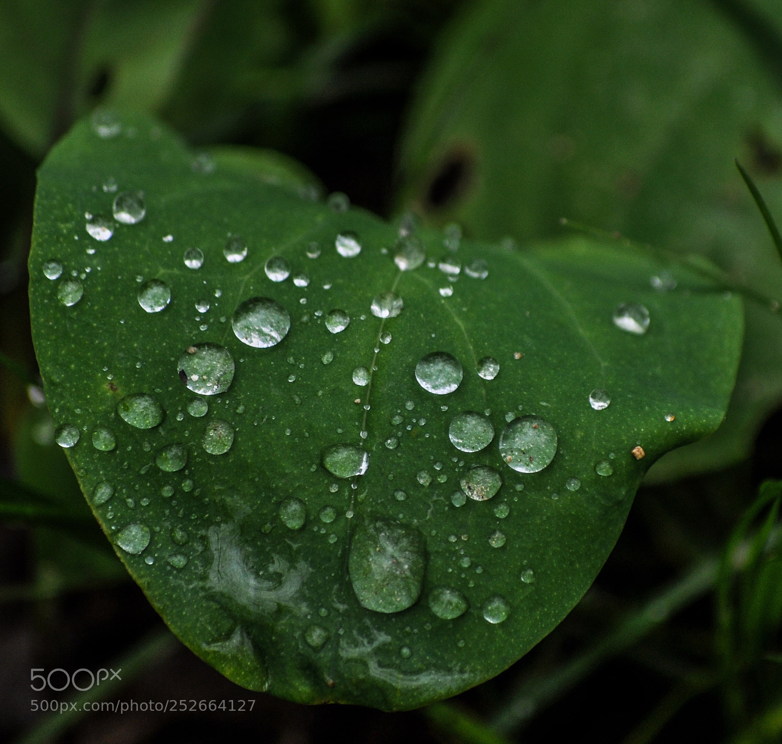 Nikon D90 sample photo. Untitled photography