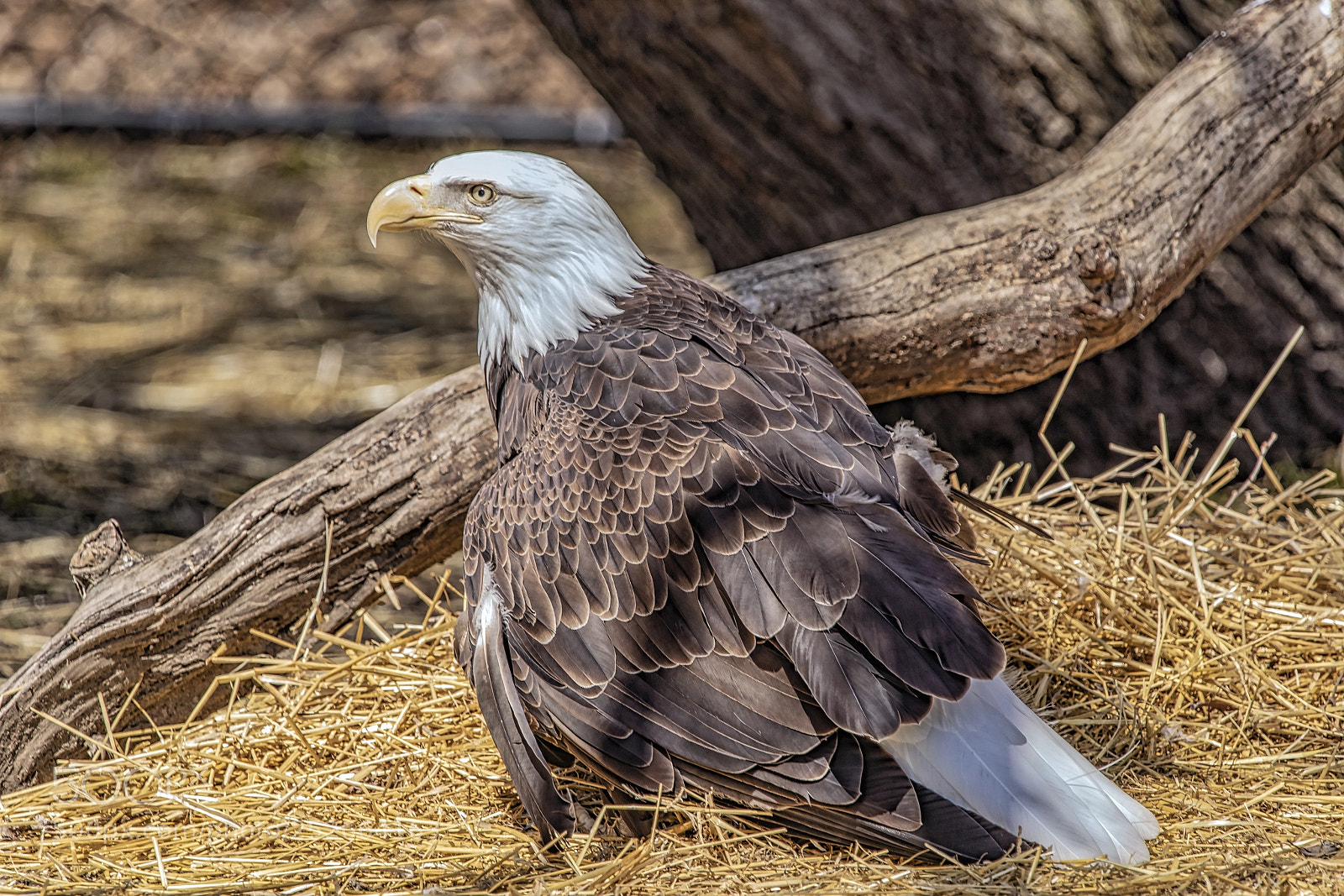 Canon EOS 5D Mark IV sample photo. Eagle splendor photography