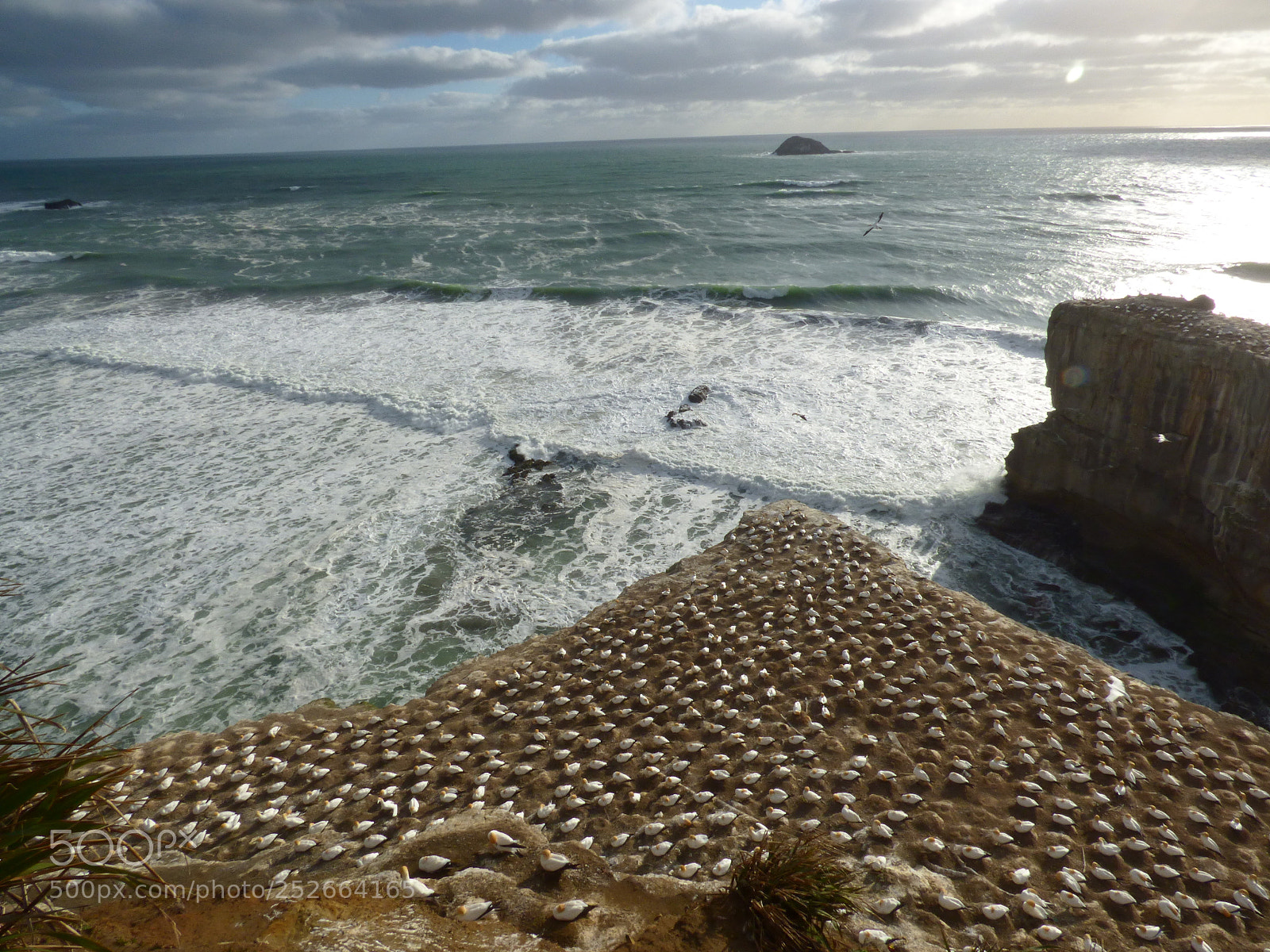Panasonic Lumix DMC-FZ70 sample photo. Gannet colony photography