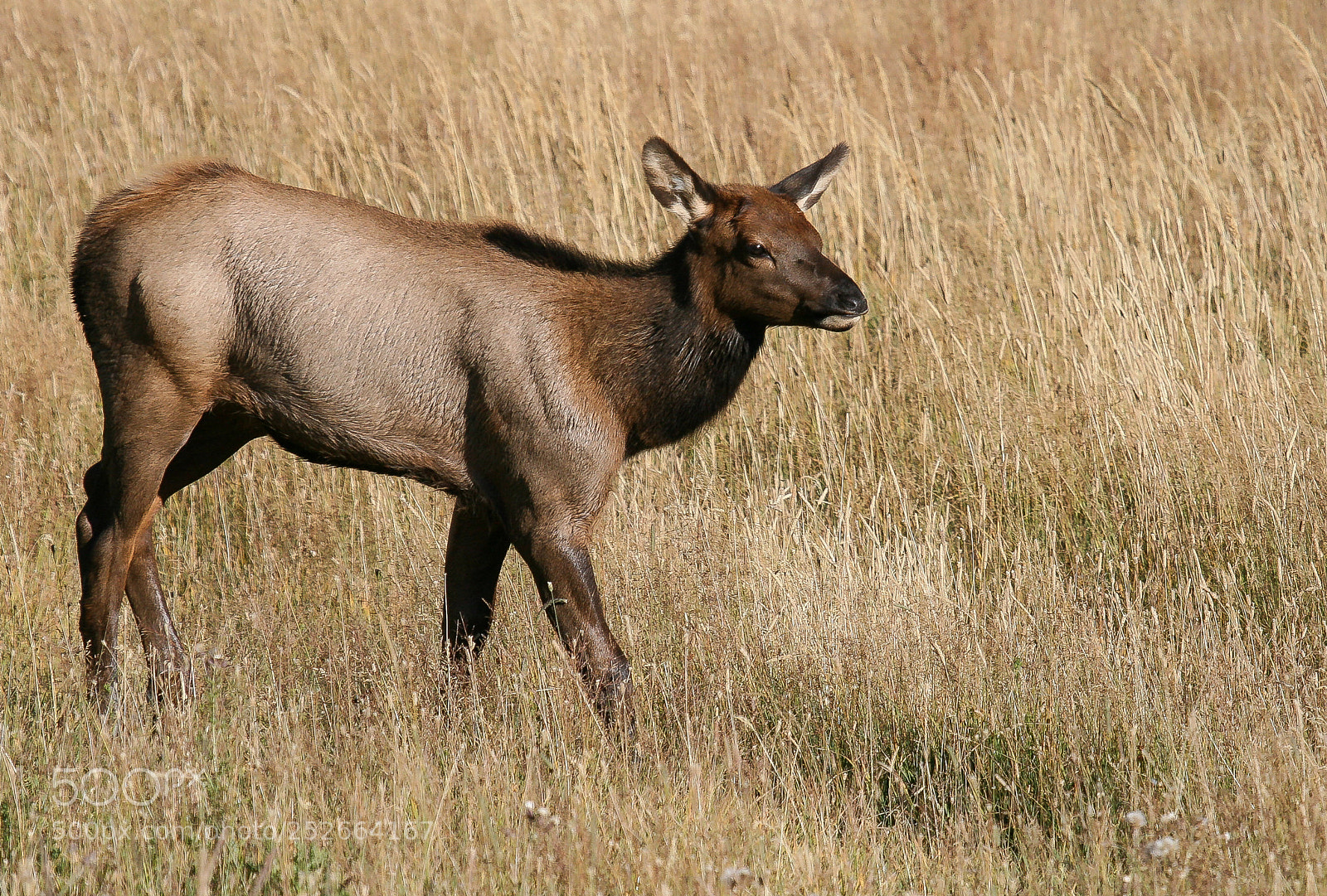 Canon EOS 400D (EOS Digital Rebel XTi / EOS Kiss Digital X) sample photo. Elk calf photography
