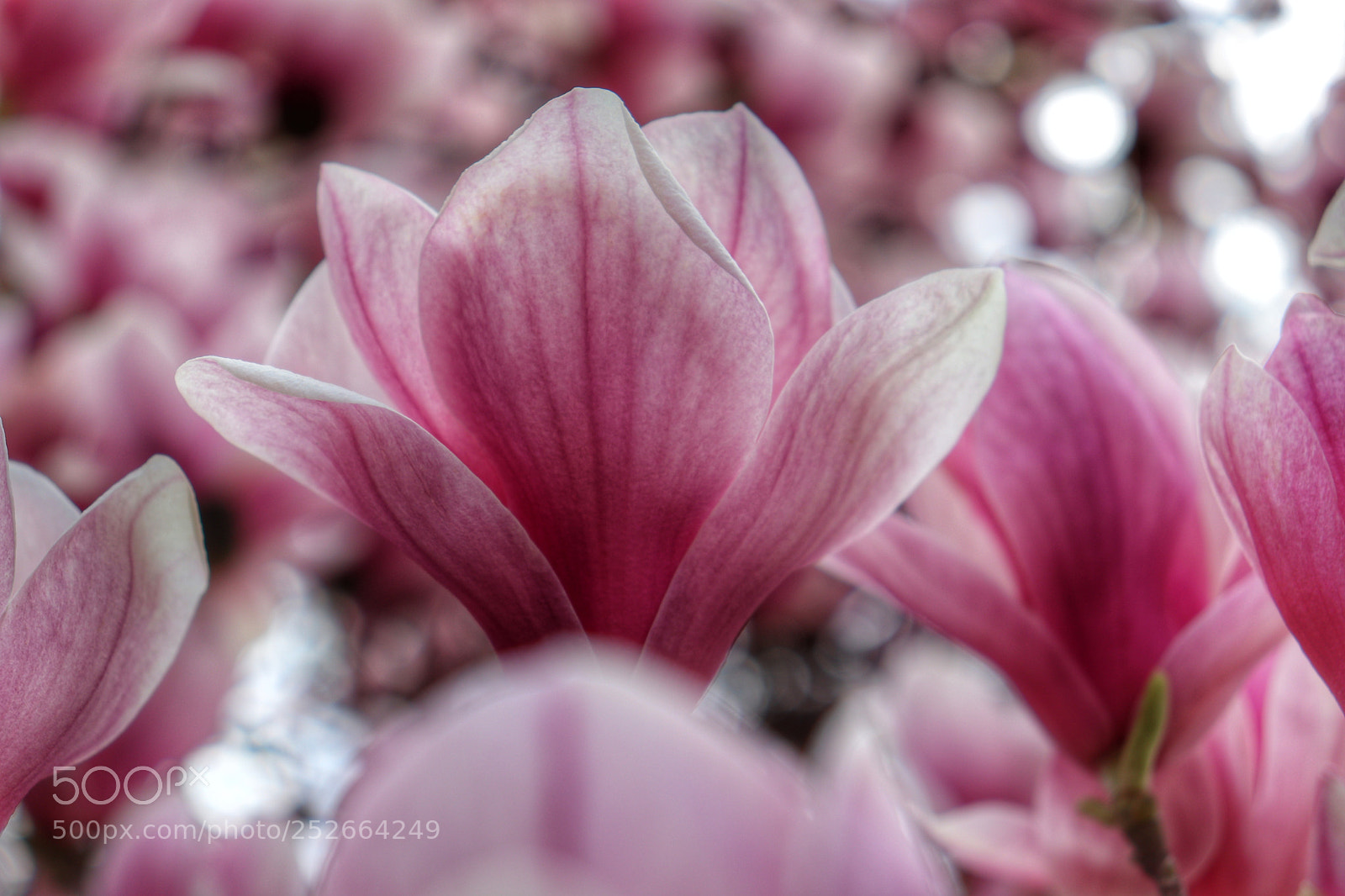 Canon EOS 77D (EOS 9000D / EOS 770D) sample photo. Magnolia photography