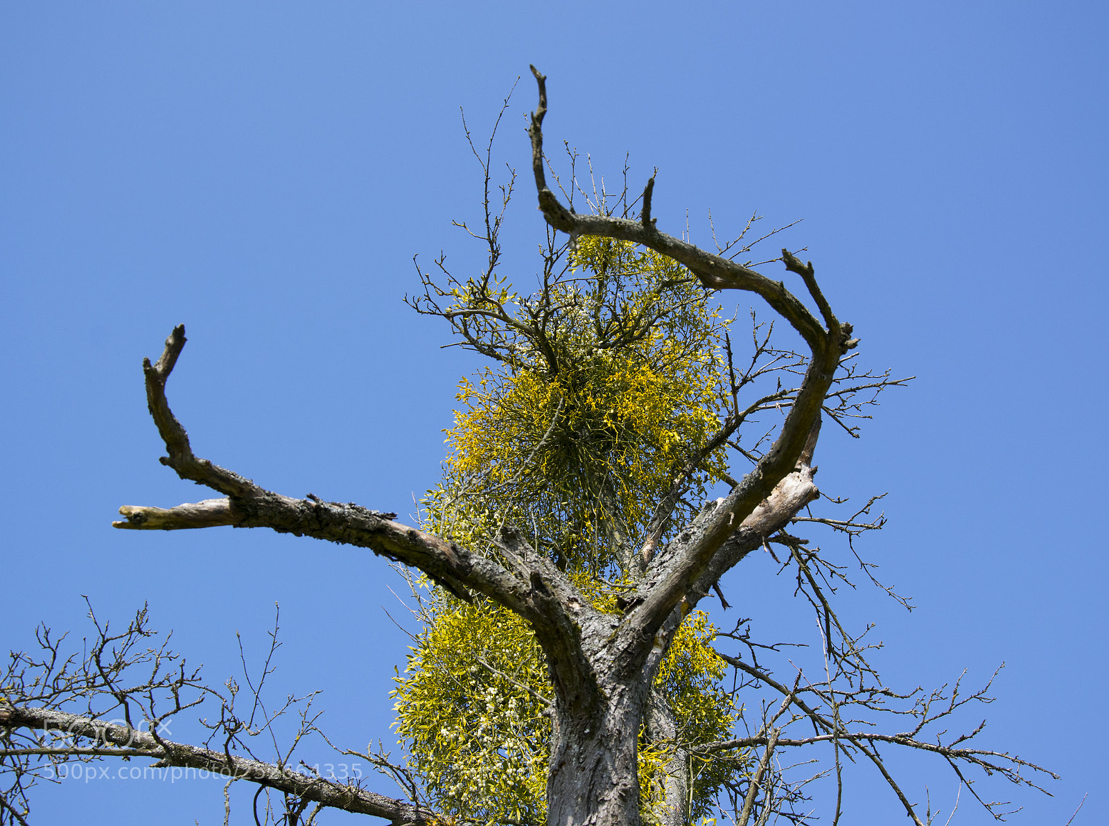 Nikon D5300 sample photo. Mistletoe photography