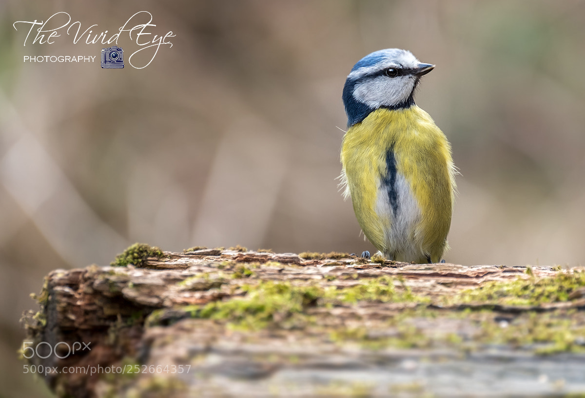 Fujifilm X-T2 sample photo. Blue tit photography