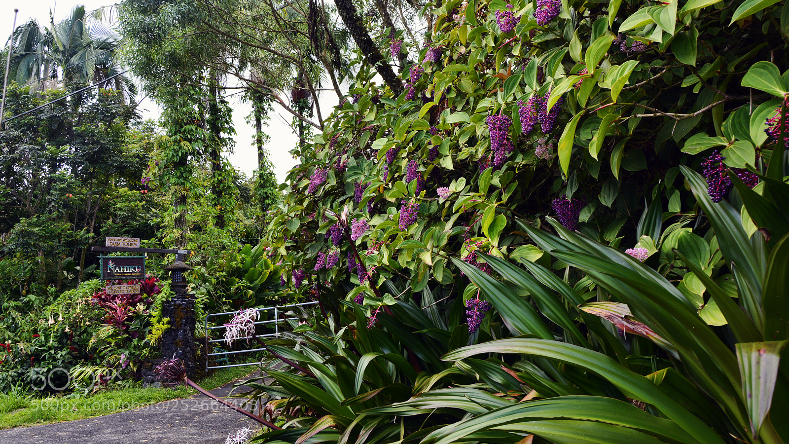 Nikon D7100 sample photo. Hana gardens photography