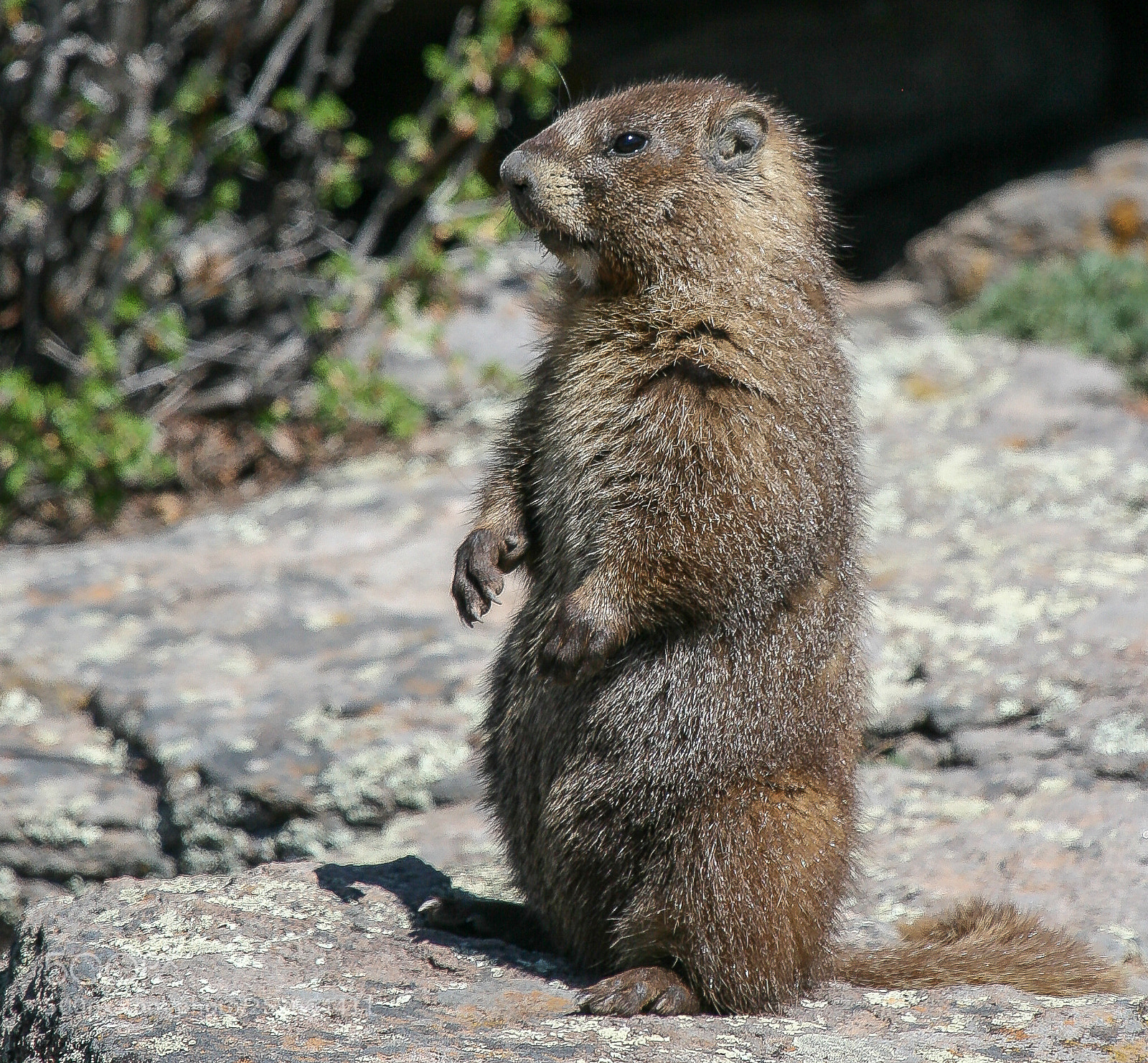 Canon EOS 400D (EOS Digital Rebel XTi / EOS Kiss Digital X) sample photo. Yellow-bellied marmot photography