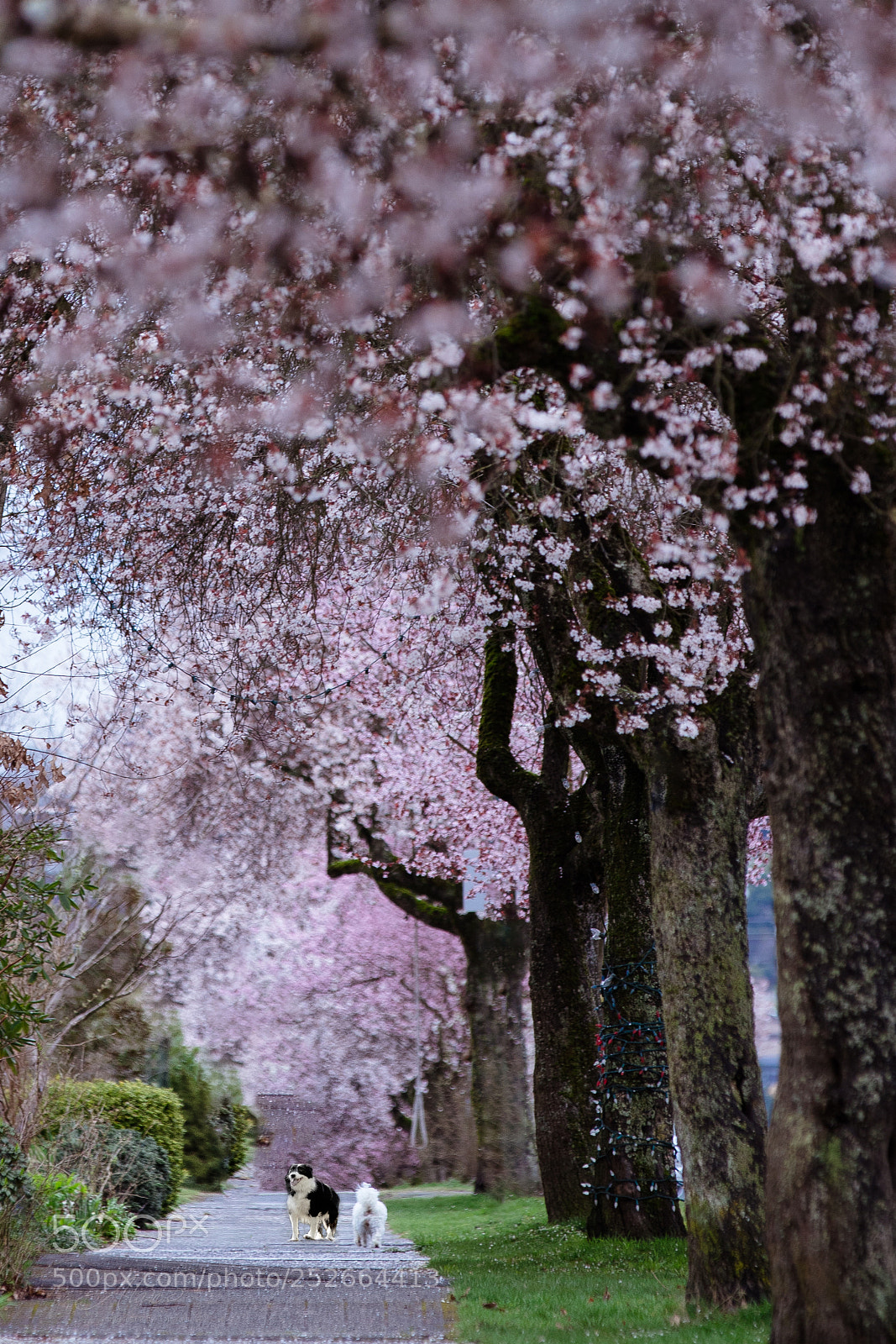 Canon EOS 5DS R sample photo. Cherry blooming vancouver photography
