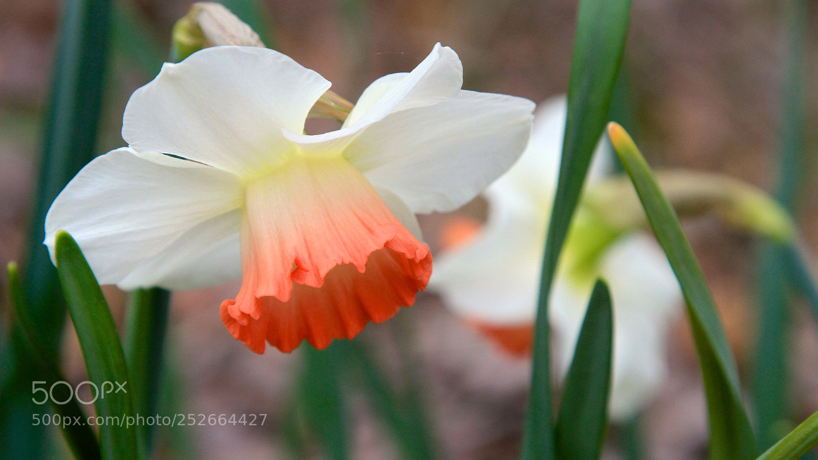 Canon EOS 7D sample photo. Pink white daffodil photography