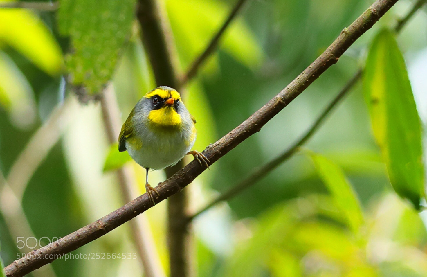 Canon EOS 5D Mark IV sample photo. Black faced warbler photography