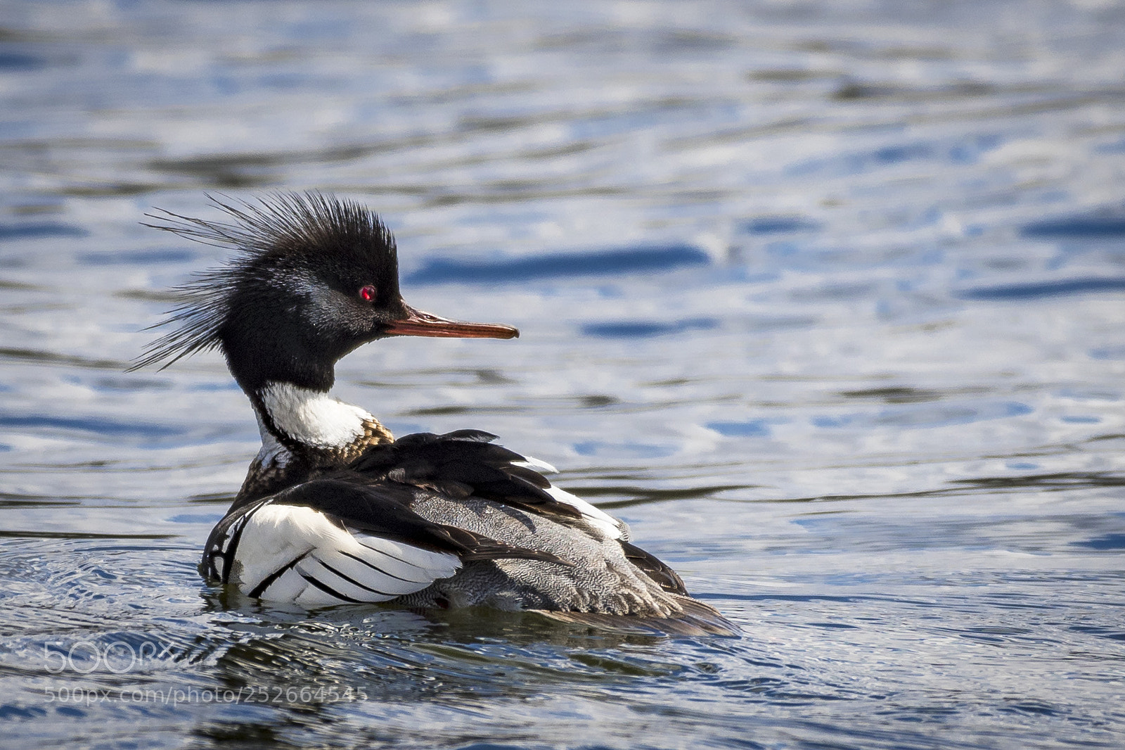 Nikon D500 sample photo. Red-breasted merganser photography