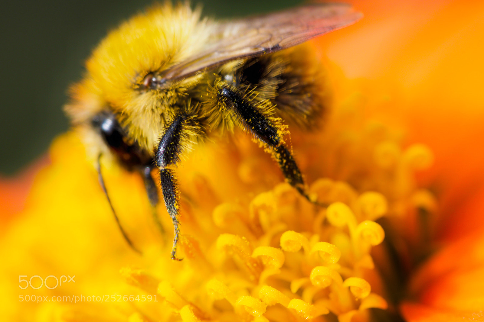 Nikon D5500 sample photo. Bumblebee in a beautiful photography