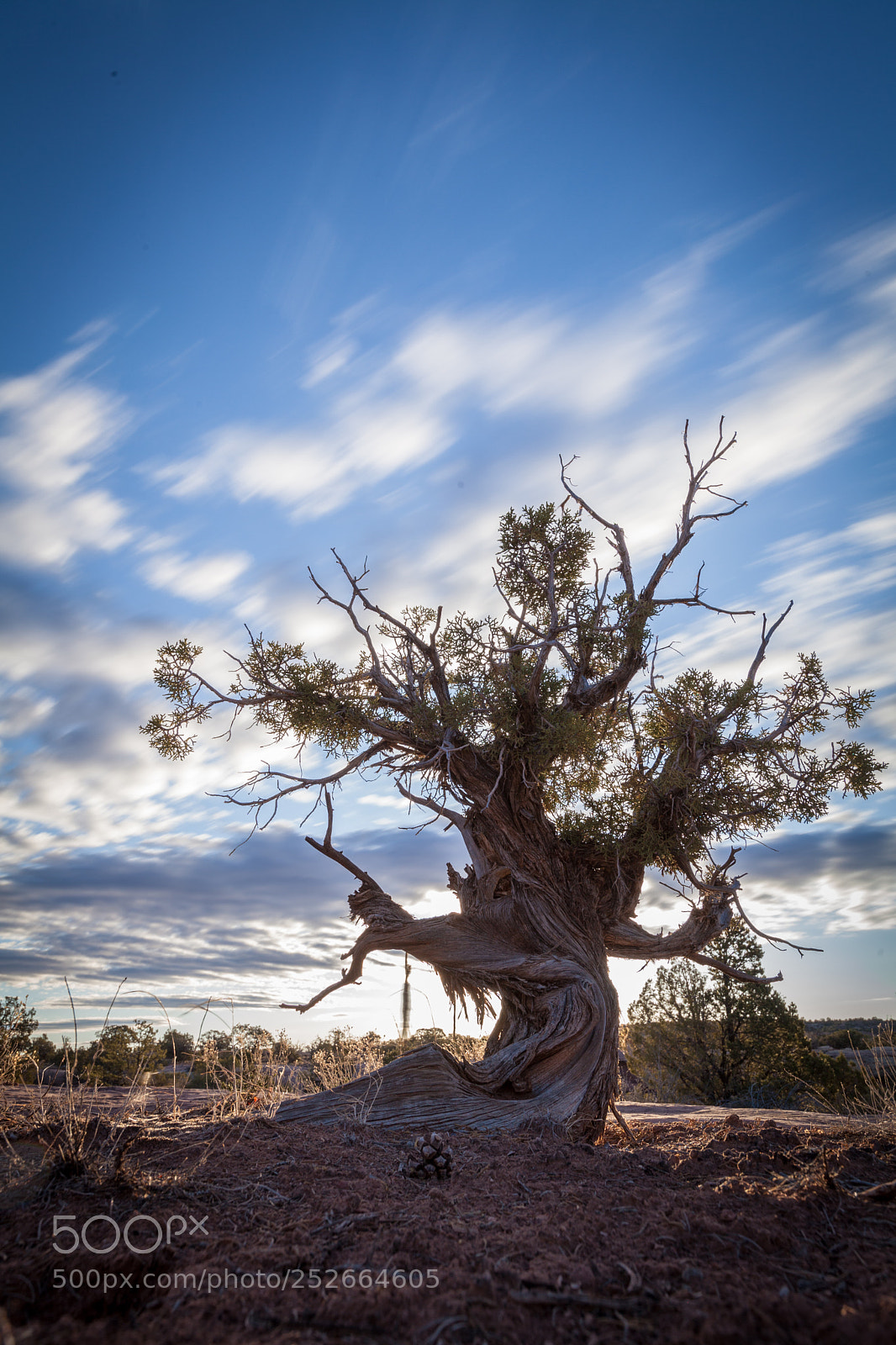 Canon EOS 5D Mark II sample photo. Horsethief tree photography