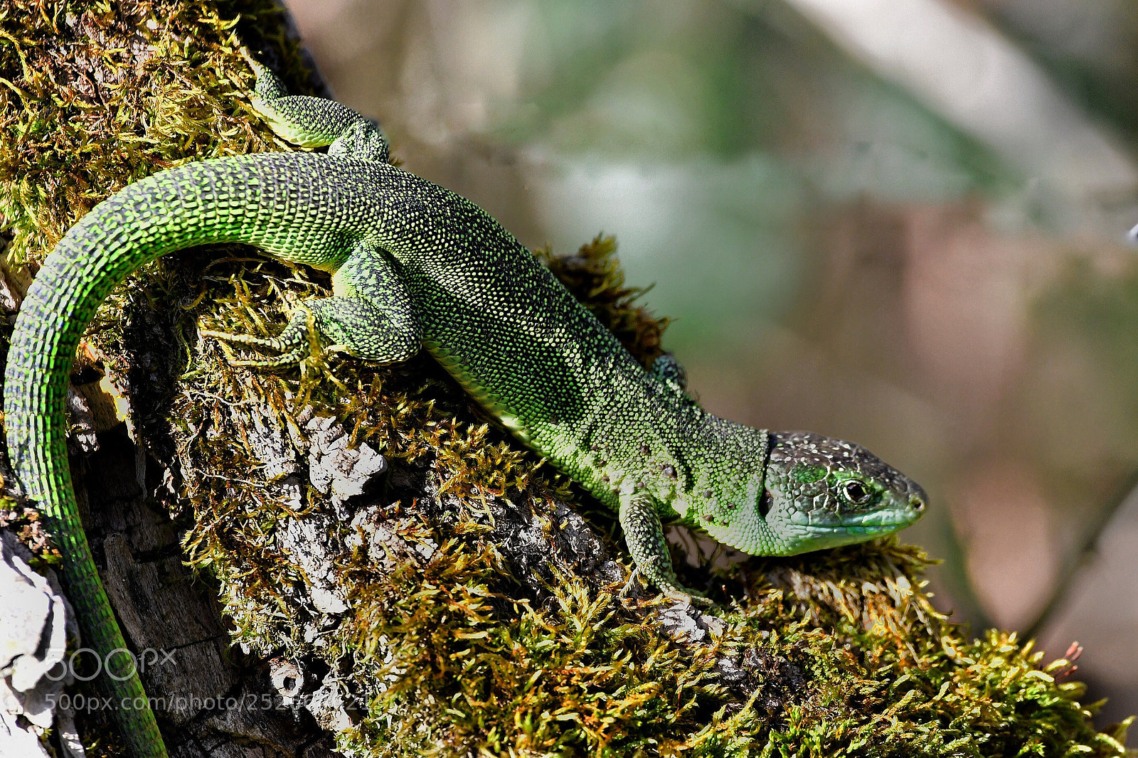 Nikon D500 sample photo. Lézard au soleil  photography