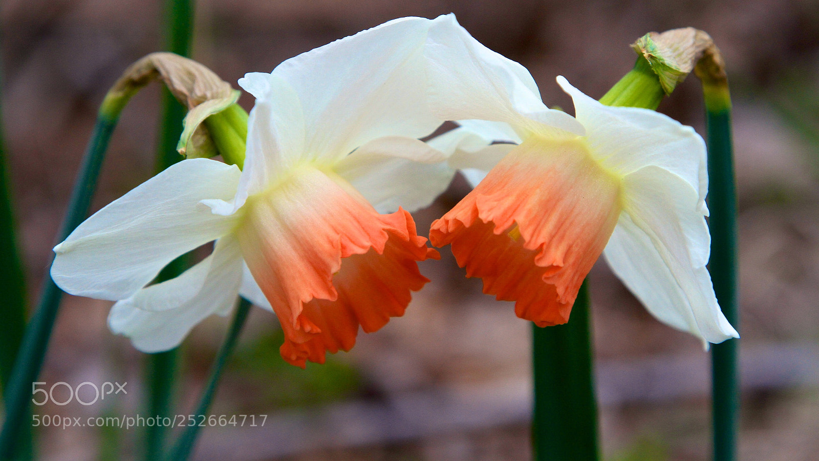 Canon EOS 7D sample photo. Love photography