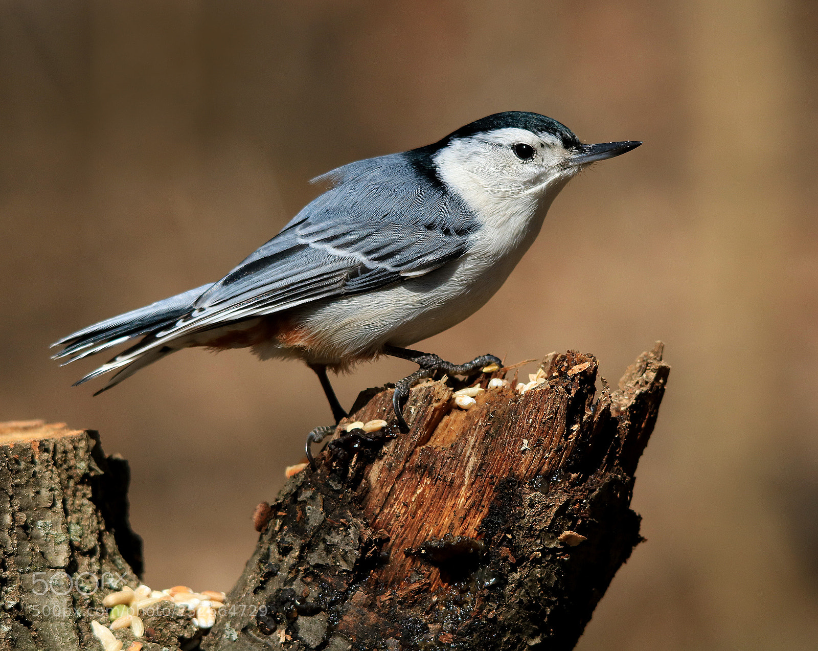 Canon EOS 750D (EOS Rebel T6i / EOS Kiss X8i) sample photo. Nuthatch on stump photography