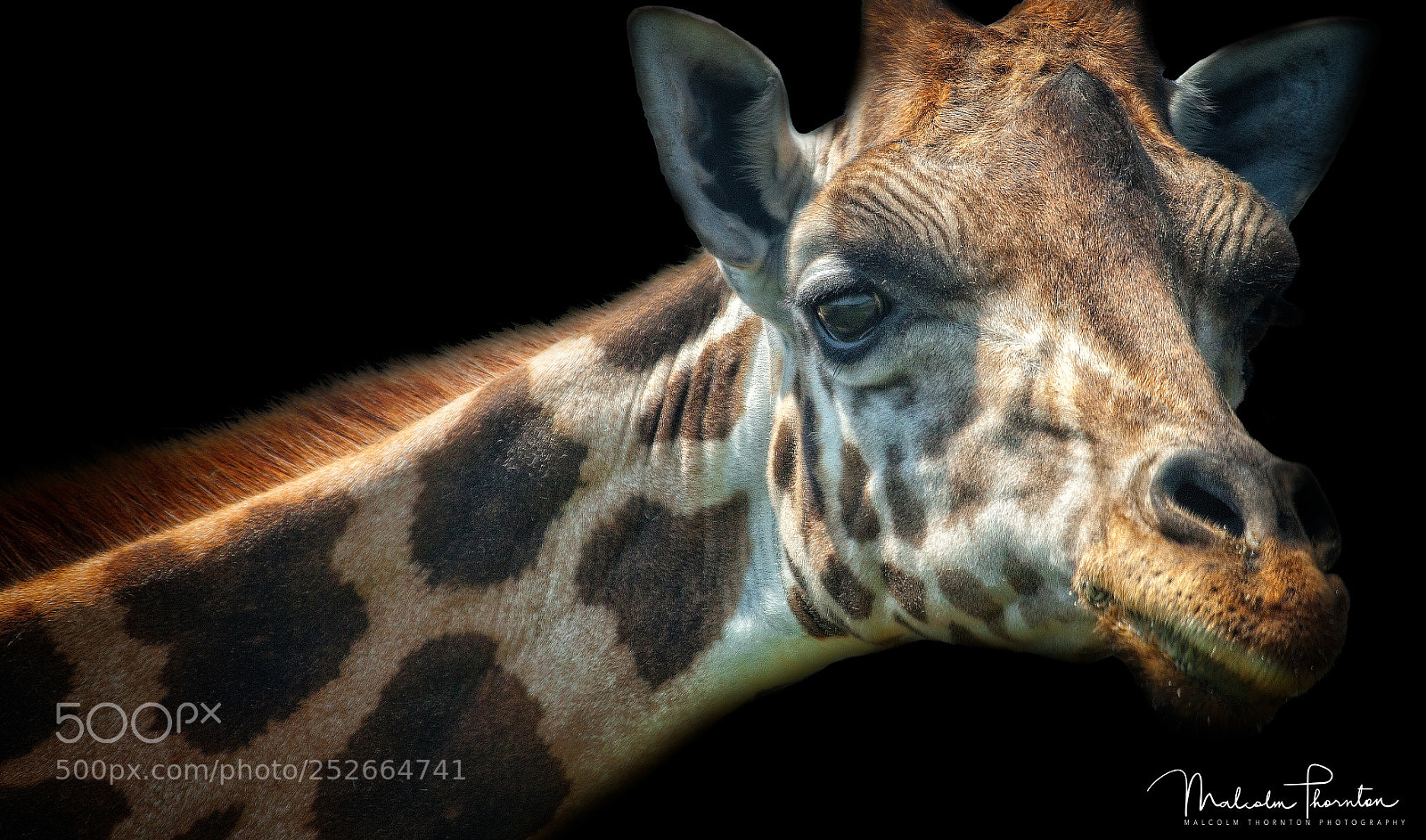 Canon EOS 5D Mark II sample photo. Rothschild's giraffe photography