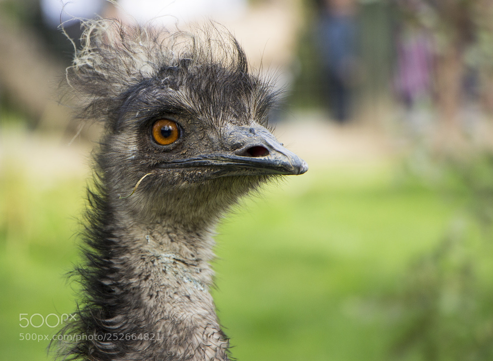 Canon EOS 650D (EOS Rebel T4i / EOS Kiss X6i) sample photo. Bird photography