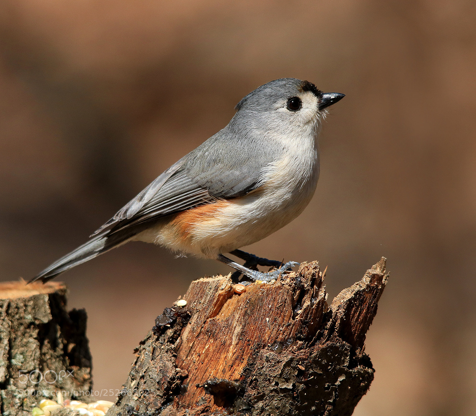 Canon EOS 750D (EOS Rebel T6i / EOS Kiss X8i) sample photo. Tufted titmouse photography