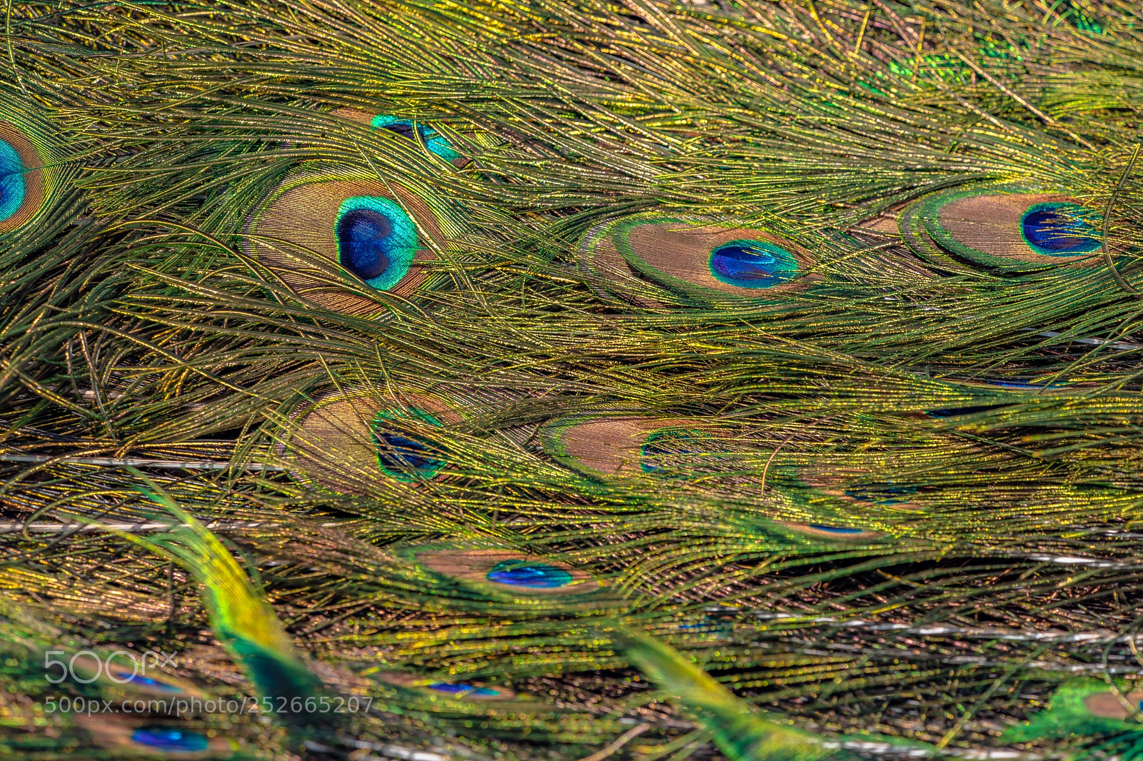 Canon EOS 5D Mark IV sample photo. Peacock presence photography
