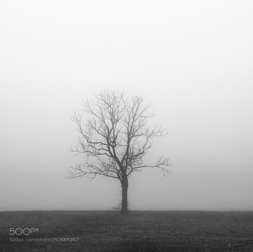 Fujifilm X-H1 sample photo. Tree fog photography