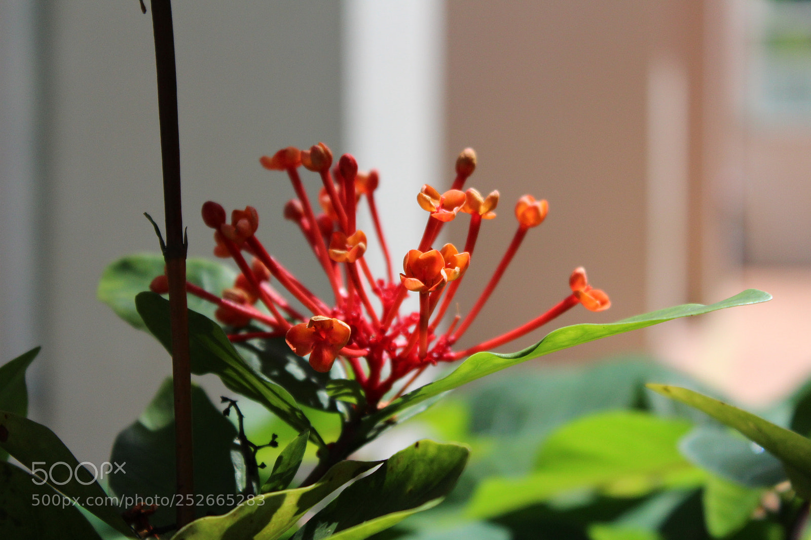 Canon EOS 1300D (EOS Rebel T6 / EOS Kiss X80) sample photo. Life under the sun. photography