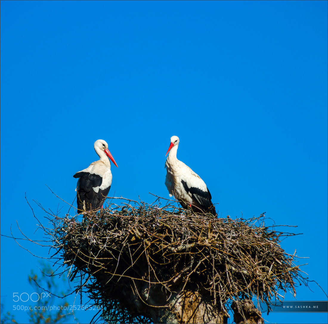 Sony a99 II sample photo. Beautiful white storks in photography