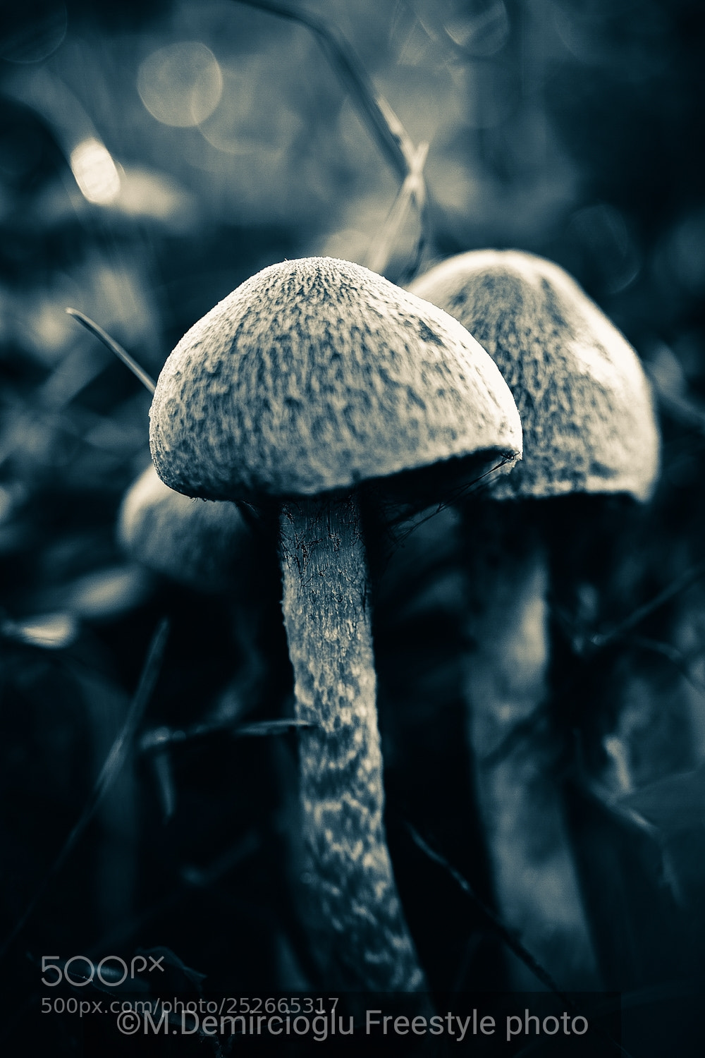 Nikon D7100 sample photo. Mushroom.. they are together photography